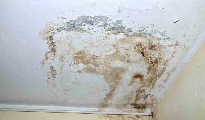 killing mold with ozone