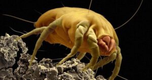 dust mites